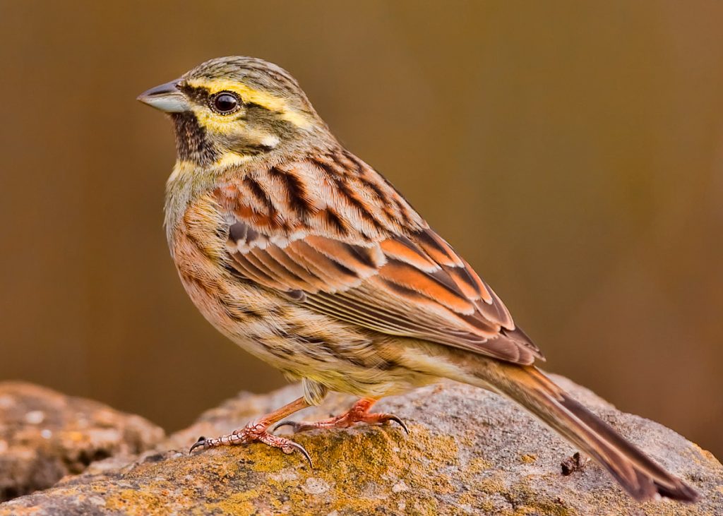 Zigolo nero [Foto di Paco Gómez from Castellón, da wikimedia, ridotta per il web Spainderivative work: Bogbumper (talk) Cirl_bunting.jpg, CC BY-SA 2.0, commons.wikimedia.org/w/index.php?curid=10654353]