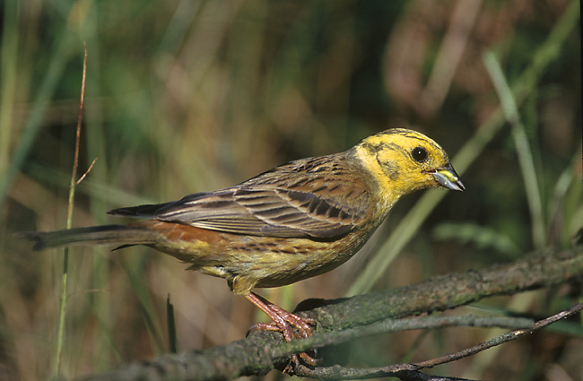 Zigolo giallo
