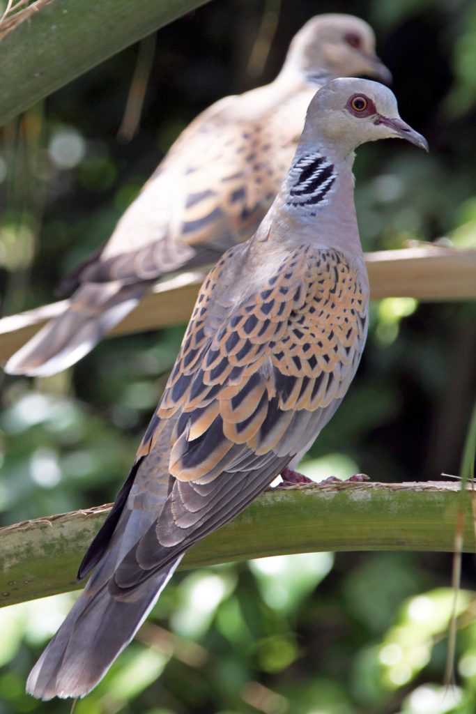 Streptopelia turtur, Tortora comune [Di Yuvalr - Opera propria, CC BY-SA 3.0 https://commons.wikimedia.org/w/index.php?curid=16798749]