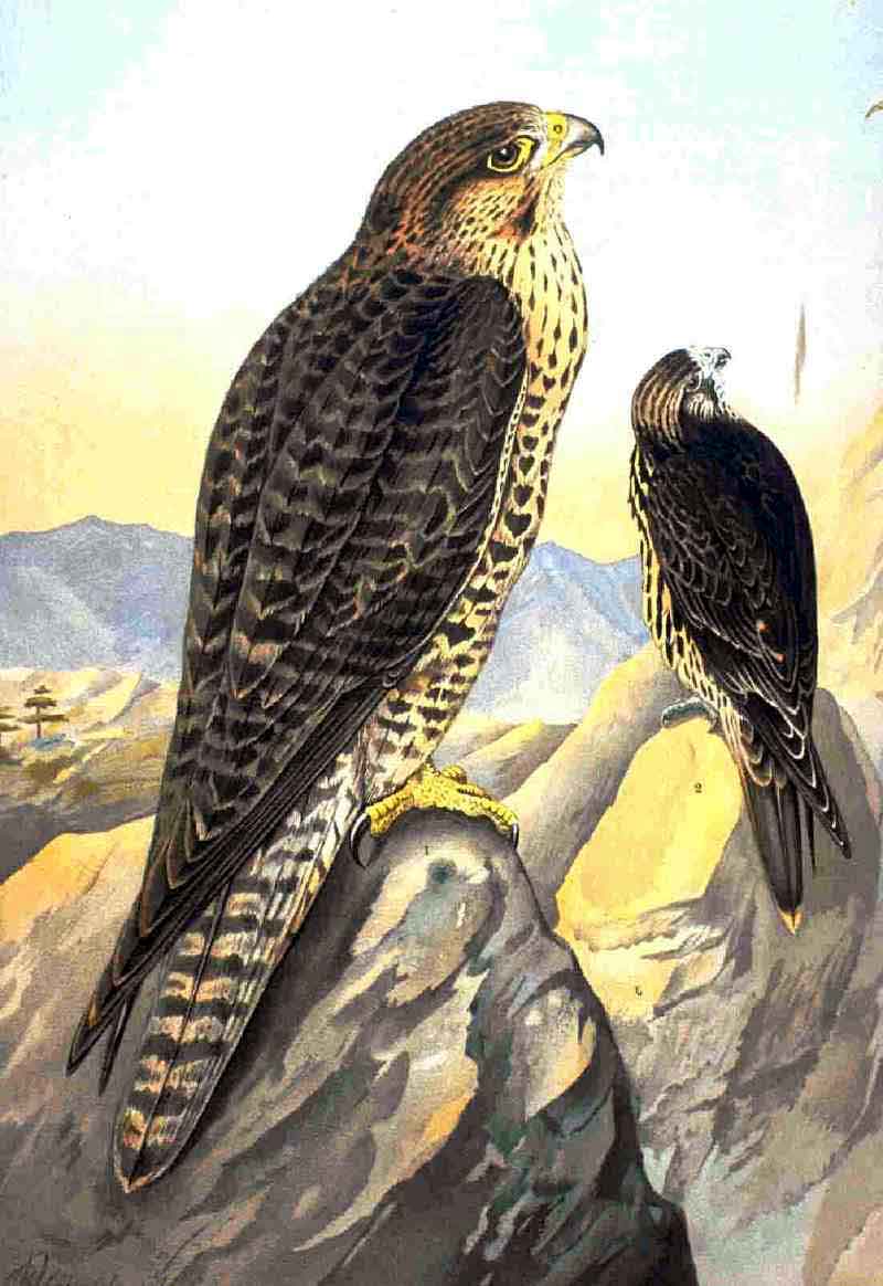 Lanario