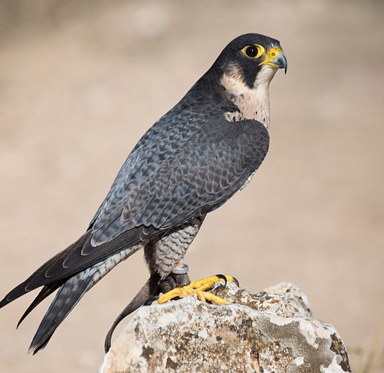 Falco pellegrino [Di Carlos Delgado - Opera propria, CC BY-SA 4.0, https://commons.wikimedia.org/w/index.php?curid=38755194]