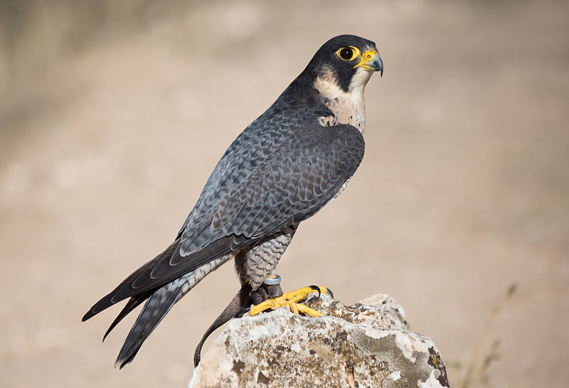 Falco pellegrino [Di Carlos Delgado - Opera propria, CC BY-SA 4.0, https://commons.wikimedia.org/w/index.php?curid=38755194]