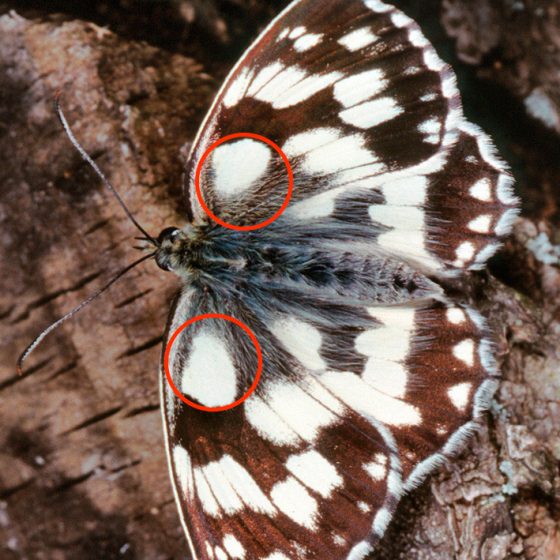 Galatea maschio [foto di Paolo Mazzei, per gentile concessione dell'autore per il progetto TreviAmbiente] in rosso sono evidenziate le differenze con Melanargia russiae