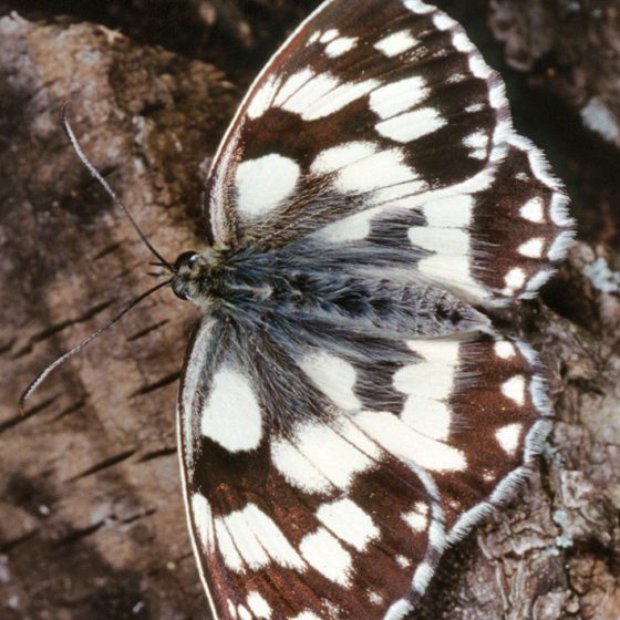 Galatea maschio [foto di Paolo Mazzei, per gentile concessione dell'autore per il progetto TreviAmbiente]