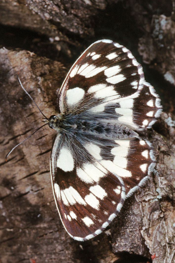 Melanargia galathea - galatea