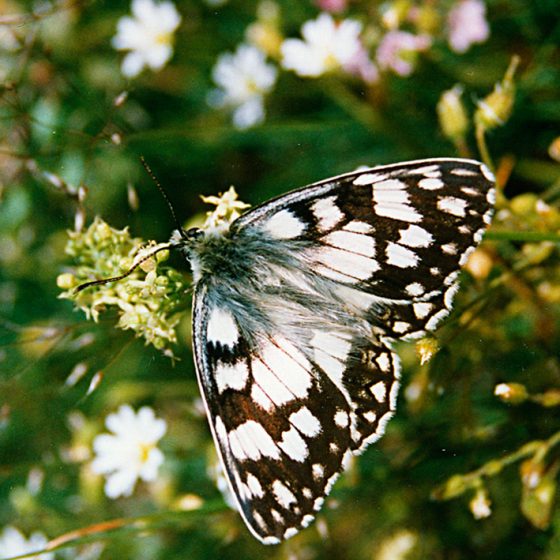 Melanargia russiae (foto di Giampaolo Filippucci, Tiziana Ravagli)