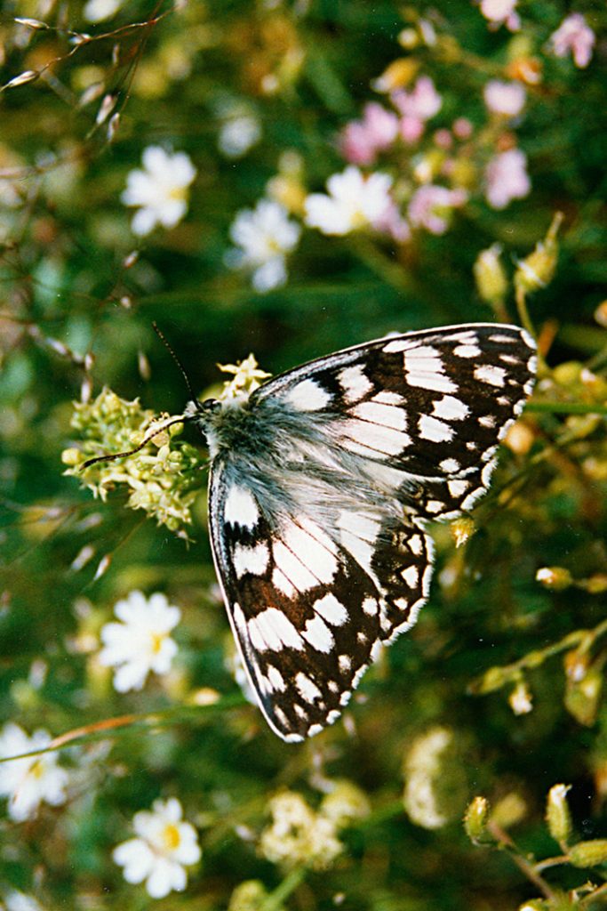 Melanargia russiae (foto di Giampaolo Filippucci, Tiziana Ravagli)