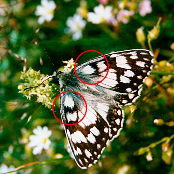 Melanargia russiae (foto di Giampaolo Filippucci, Tiziana Ravagli) in rosso sono evidenziate le differenze con Melanargia galathea