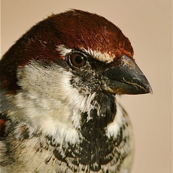 Passero italiano [foto di Claudio Gennari from Roma, Italia - Birds vain ... CC BY 2.0,commons.wikimedia.org/w/index.php?curid=10747400]
