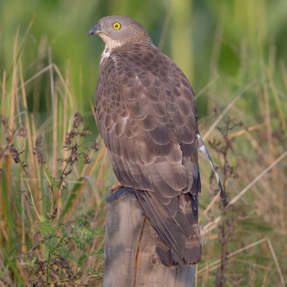 Falco pecchiaiolo, Pernis apivorus [Di Andreas Trepte - Opera propria, CC BY-SA 2.5, commons.wikimedia.org/w/index.php?curid=34918145]