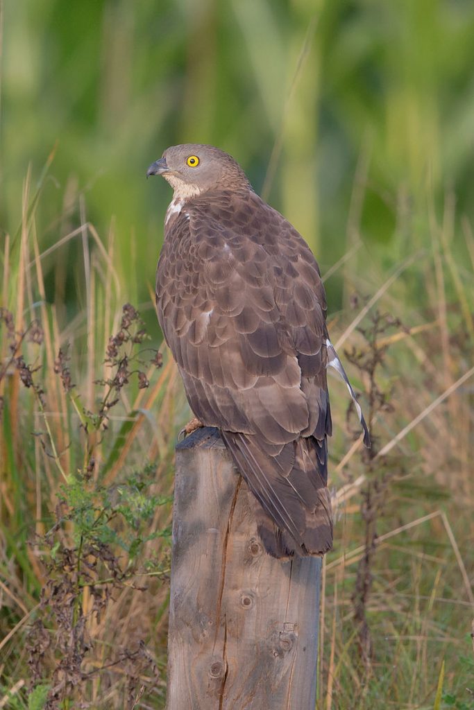 Falco pecchiaiolo, Pernis apivorus [Di Andreas Trepte - Opera propria, CC BY-SA 2.5, commons.wikimedia.org/w/index.php?curid=34918145]