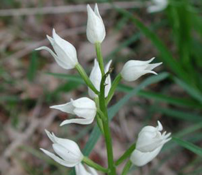 Cephalanthera longifolia, cefalantera maggiore, cefalantera bianca, elleborina maggiore