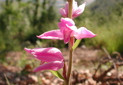 Cephalanthera rubra [Foto di Giampaolo Filippucci, Tiziana Ravagli]