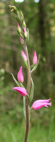 Cephalanthera rubra, cefalantera rossa, cefalantera rossa