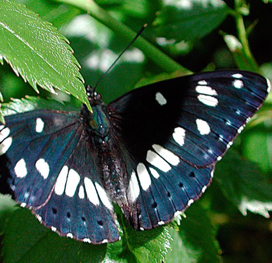 Limenitis reducta, esemplare adulto (foto di Giampaolo Filippucci, Tiziana Ravagli)
