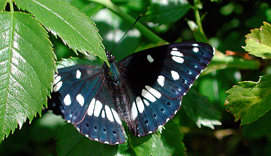 Limenitis reducta, esemplare adulto (foto di Giampaolo Filippucci, Tiziana Ravagli)