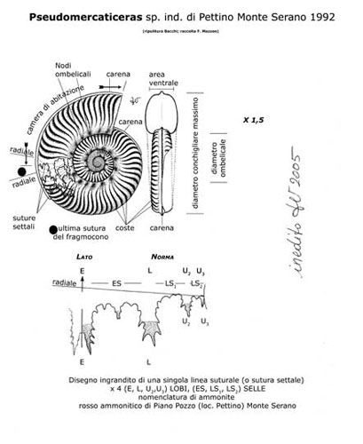 Pseudomercaticeras, disegno con le caratteristiche morfologiche, di Federico Venturi-2005, dono dell'autore per il progetto TreviAmbiente