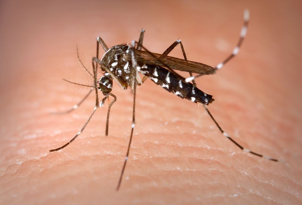 Aedes albopictus - zanzara tigre [by James Gathany/CDC This media comes from the Centers for Disease Control and Prevention's Public Health Image Library (PHIL), with identification number #4487. Pubblico dominio da wikimedia]