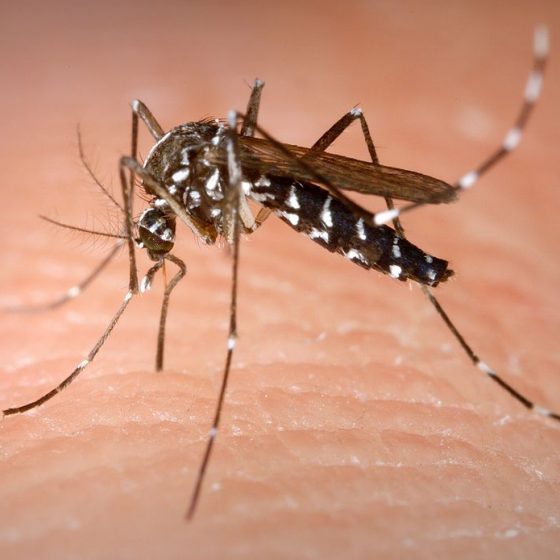 Aedes albopictus - zanzara tigre [by James Gathany/CDC This media comes from the Centers for Disease Control and Prevention's Public Health Image Library (PHIL), with identification number #4487. Pubblico dominio da wikimedia]