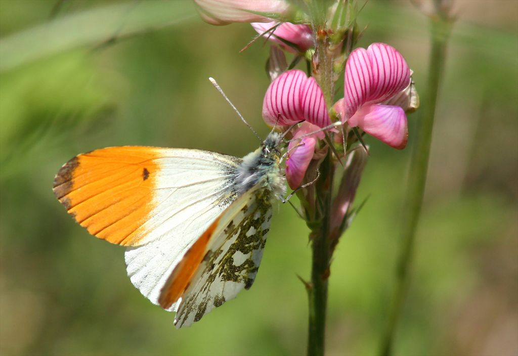 Anthocharis cardamines – aurora