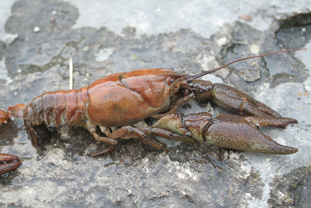 Austropotamobius pallipes, gambero di fiume [da wikimedia, foto di David Gerke Opera propria, CC BY-SA 3.0commons.wikimedia.org/w/index.php?curid=3274551]