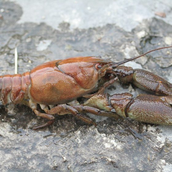 Austropotamobius pallipes, gambero di fiume [da wikimedia, foto di David Gerke Opera propria, CC BY-SA 3.0commons.wikimedia.org/w/index.php?curid=3274551]