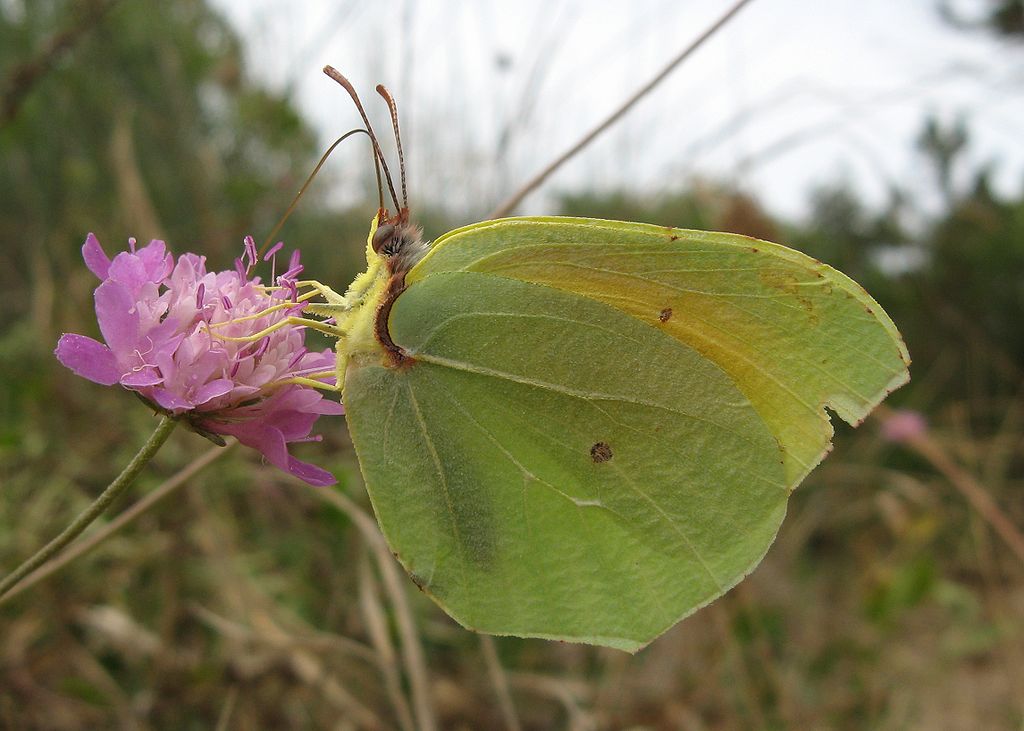 Gonepteryx cleopatra - cleopatra, cedronella