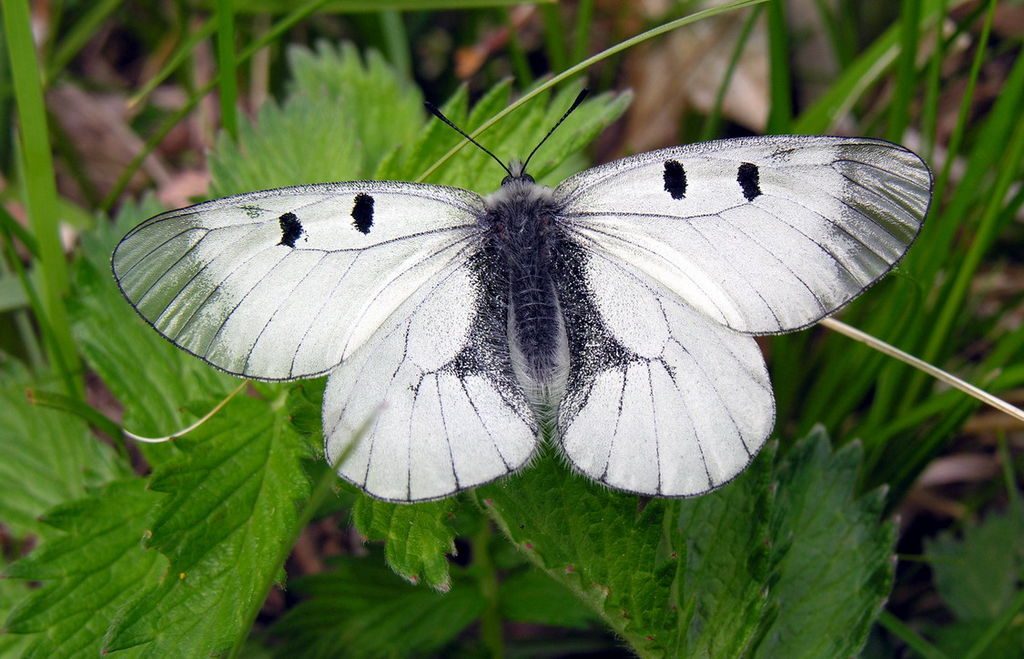 Parnassius mnemosyne [da wikimedia, foto di Algirdas Opera propria, CC BY-SA 3.0, commons.wikimedia.org/w/index.php?curid=925769]