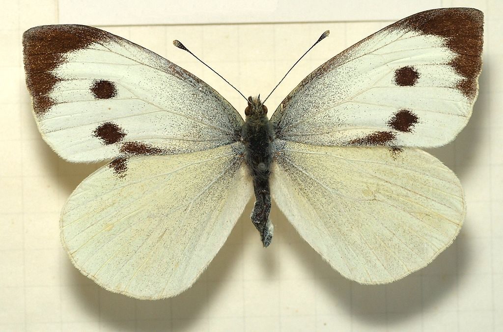 Pieris brassicae, Cavolaia maggiore, femmina [da wikimedia, foto di Sarefo Opera propria, CC BY-SA 3.0, commons.wikimedia.org/w/ index.php?curid=2905361]