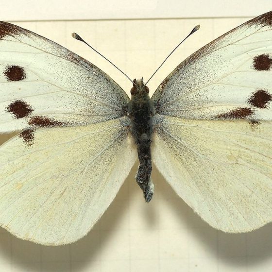 Pieris brassicae, Cavolaia maggiore, femmina [da wikimedia, foto di Sarefo Opera propria, CC BY-SA 3.0, commons.wikimedia.org/w/ index.php?curid=2905361]