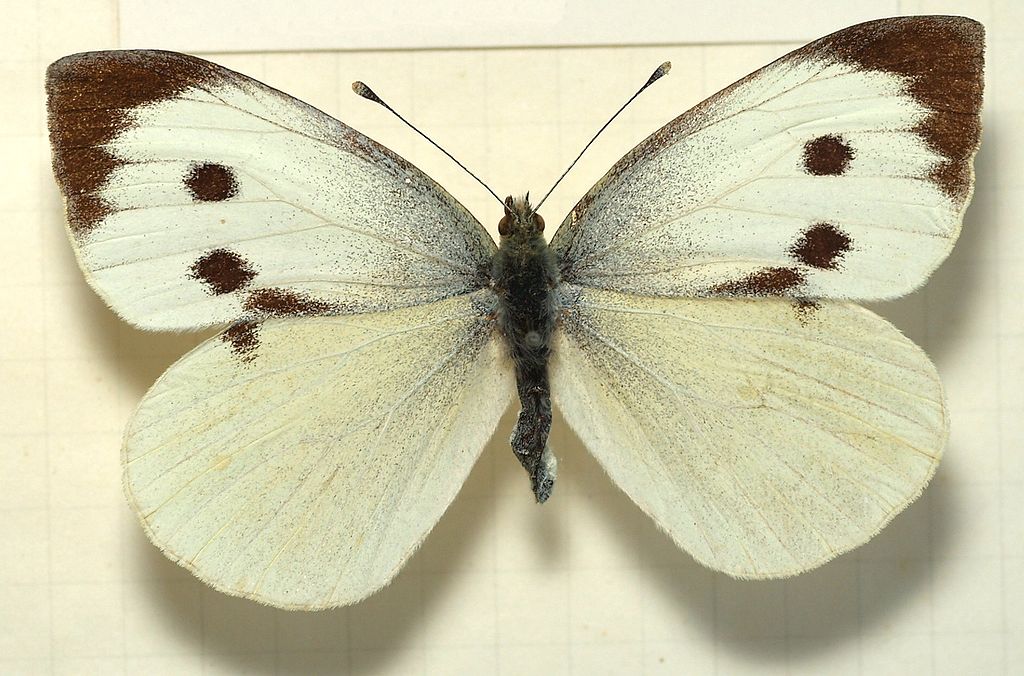 Pieris brassicae – cavolaia maggiore