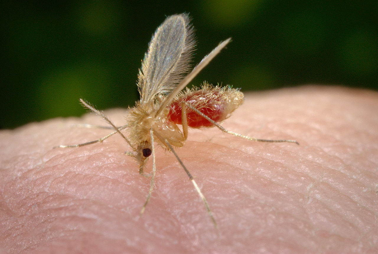 Phlebotomus papatasi - pappatacio, flebotomo