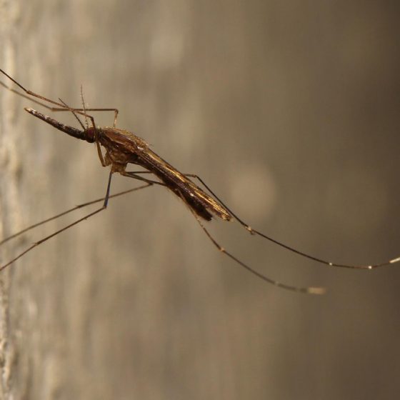 Anopheles sp. [photo credit: mgrimm82 www.flickr.com/photos/70090534@N08/14209436187Anopheles via photopincreativecommons.org/licenses/by-nc-sa/2.0/]