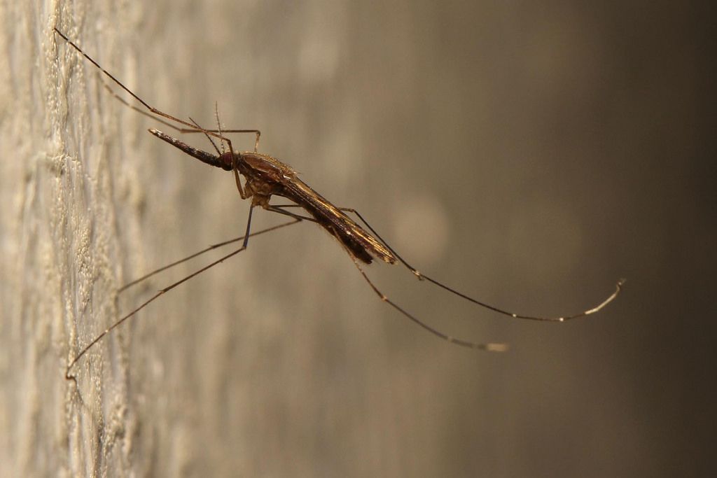 Anopheles claviger – zanzara anofele