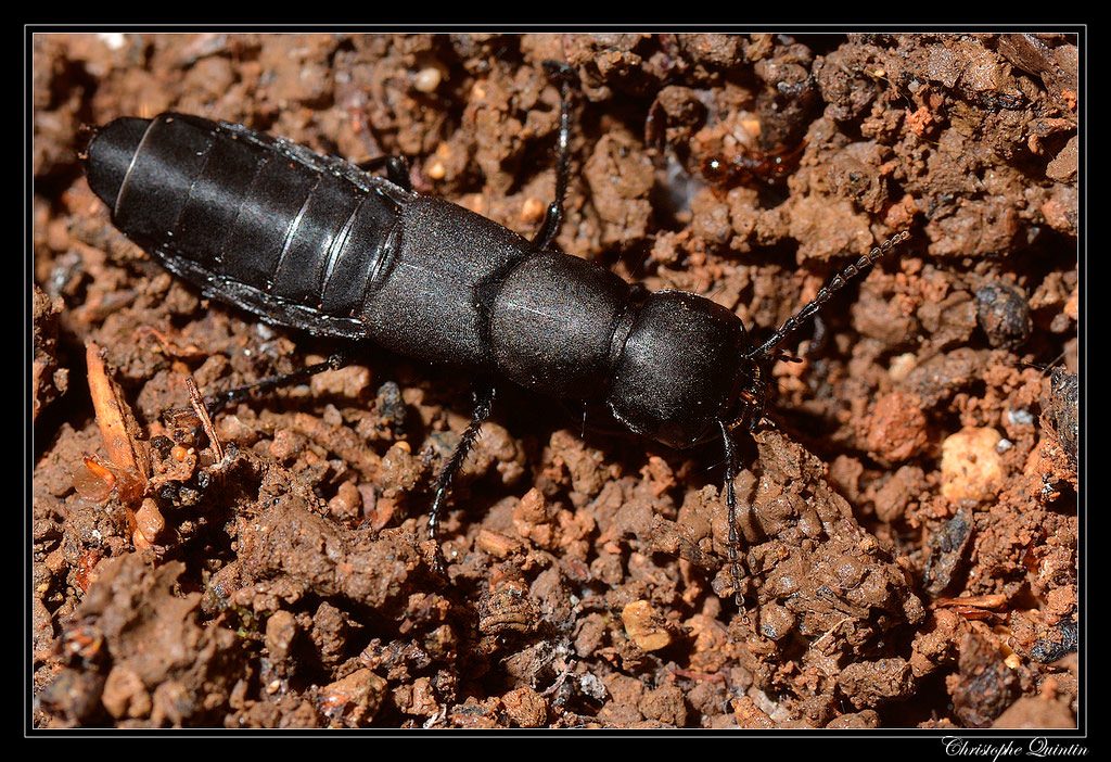 Ocypus olens, cocchiere del diavolo, stafilino odoroso [photo credit: cquintin www.flickr.com/photos/34878947@N04/15063291583Staphylin odorant (Ocypus olens)via photopin creativecommons.org/licenses/by-nc/2.0/]