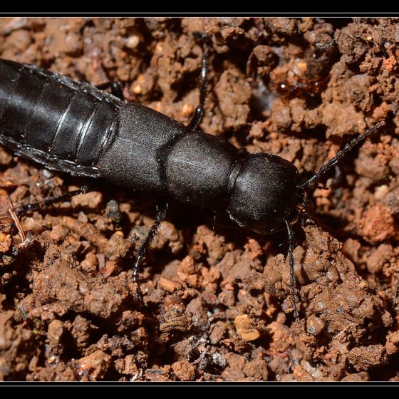 Ocypus olens, cocchiere del diavolo, stafilino odoroso [photo credit: cquintin www.flickr.com/photos/34878947@N04/15063291583Staphylin odorant (Ocypus olens)via photopin creativecommons.org/licenses/by-nc/2.0/]