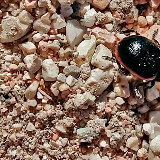 Chrysolina rossia - Foto di Giampaolo Filippucci, T. Ravagli (Trevi)