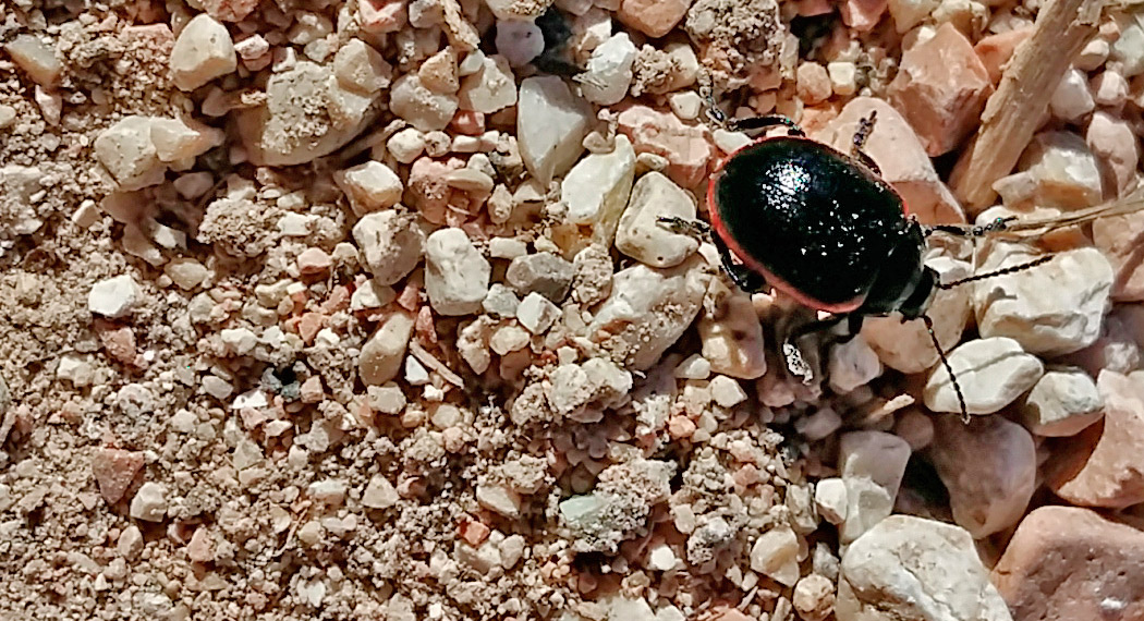 Chrysolina rossia