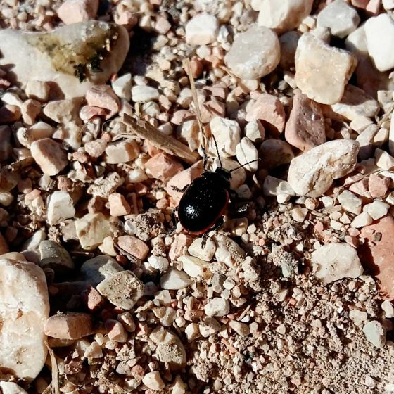 Chrysolina rossia - Foto di Giampaolo Filippucci, T. Ravagli (Trevi)