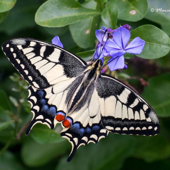 Macaone [photo credit: Marcello Consolo www.flickr.com/photos/24448919@N05/23086954626Papilio machaon (Linnaeus, 1758) ♂via photopincreativecommons.org/licenses/by-nc-sa/2.0/]