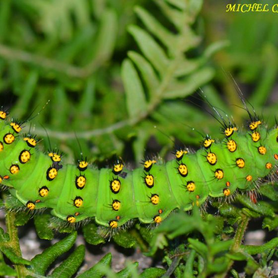 Bruco adulto di Saturnia pavonia [photo credit: michel-candel www.flickr.com/photos/ 84942480@N03/27518968774 saturnia pavonia chenille - Perpignan de la grave via photopin creativecommons.org/licenses/by-nc-sa/2.0/]