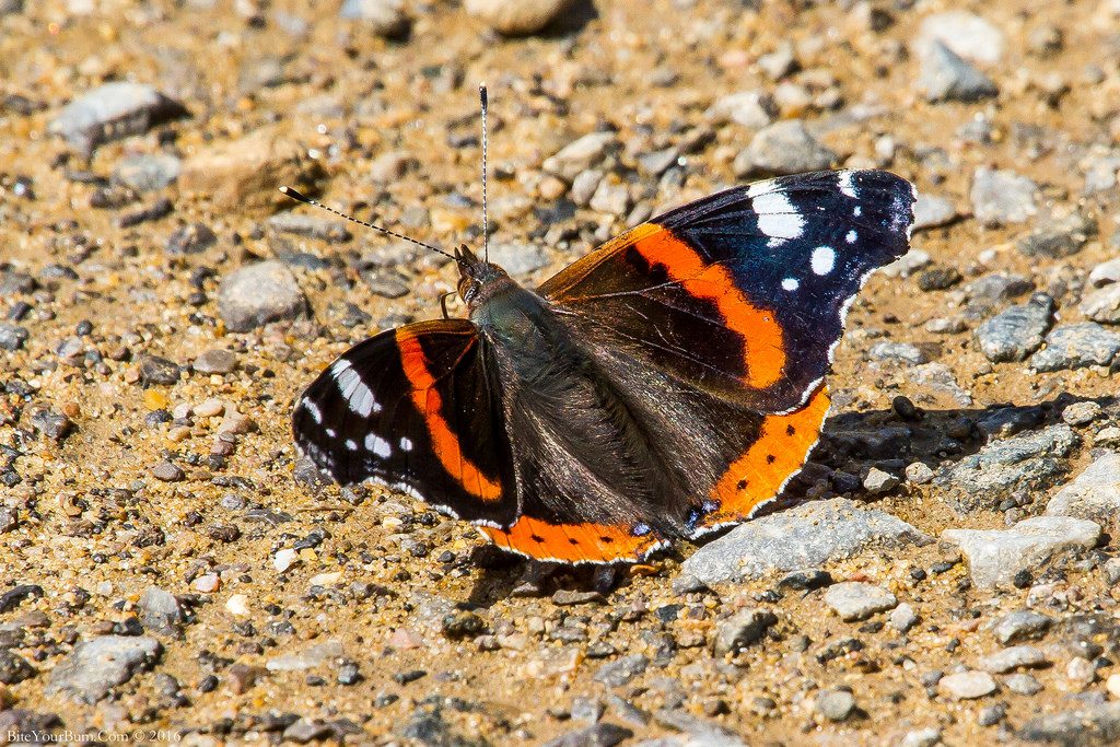 Vanessa atalanta [photo credit: BiteYourBum.Com Photography www.flickr.com/photos/30026676@N05/28320182425Red Admiral Butterfly (Vanessa atalanta) via photopin creativecommons.org/licenses/by-nc-nd/2.0/]