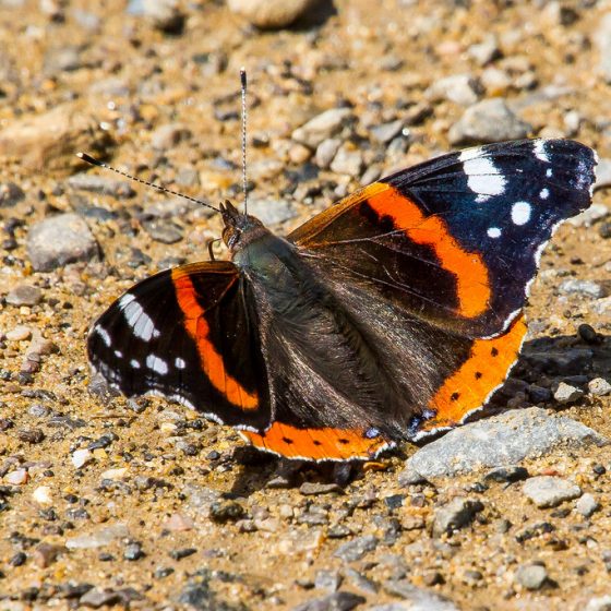 Vanessa atalanta [photo credit: BiteYourBum.Com Photography www.flickr.com/photos/30026676@N05/28320182425Red Admiral Butterfly (Vanessa atalanta) via photopin creativecommons.org/licenses/by-nc-nd/2.0/]