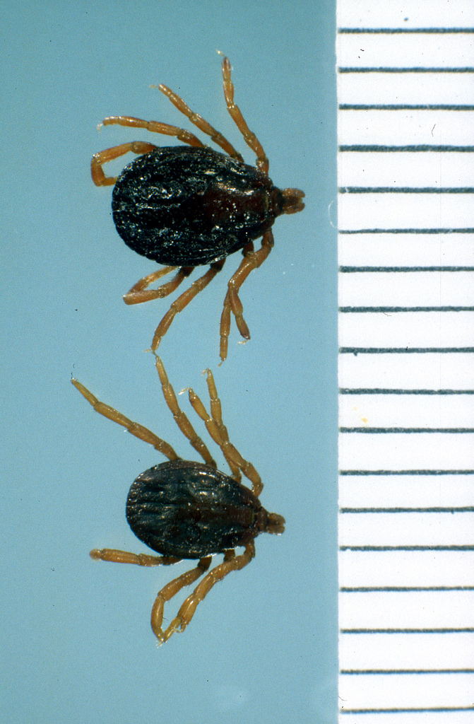 Hyalomma marginatum