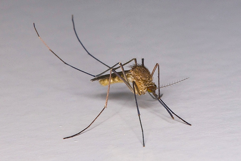Culex pipiens - zanzara comune