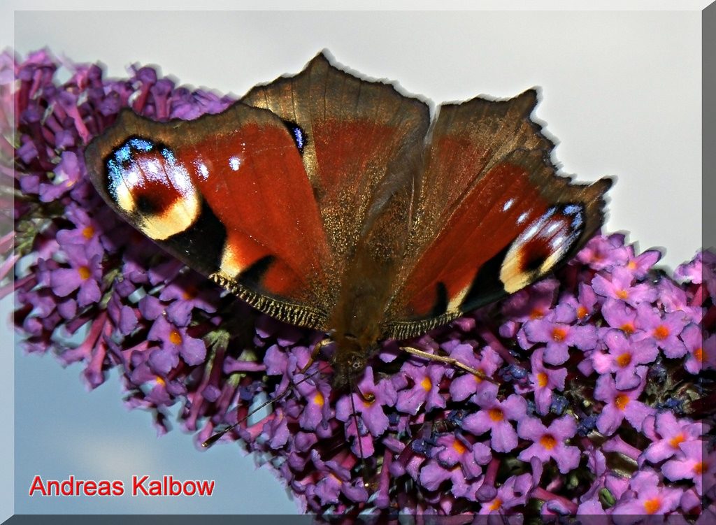 Aglais io - vanessa io [by Andreas Kalbow photo credit: Vogelfoto69 www.flickr.com/photos/56685705@N06/5619771516Tagpfauenauge Inachis io (10)via photopincreativecommons.org/licenses/by-nc-nd/2.0/]