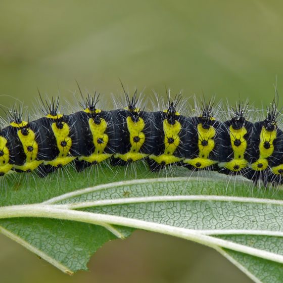 Saturnia pavonia, bruco giovane [photo credit: Darius Baužyswww.flickr.com/photos/45976201@N06/6802313333The Small Emperor Moth (Saturnia pavonia) via photopincreativecommons.org/licenses/by-sa/2.0/]