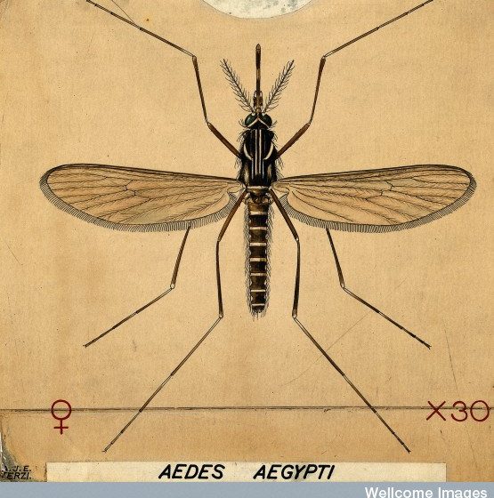 Zanzata della febbre gialla - Aedes aegypti[photo credit: wellcome images www.flickr.com/photos/26127598@N04/7822307470V0022549 A mosquito (Aedes aegypti). Coloured drawing by Avia photopin creativecommons.org/licenses/by-nc-nd/2.0/]