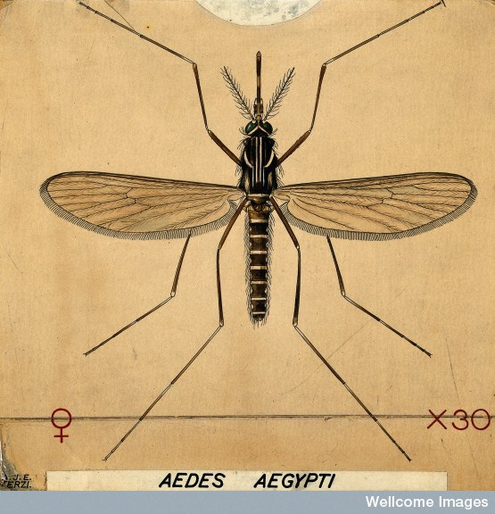 Aedes (Ochlerotatus) caspius – zanzara di risaia