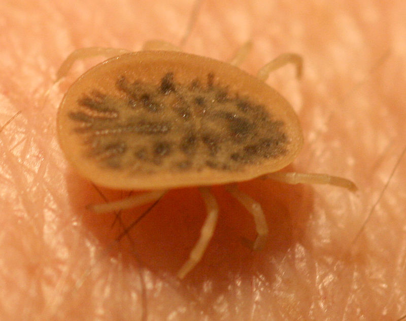 Argas reflexus – zecca del piccione